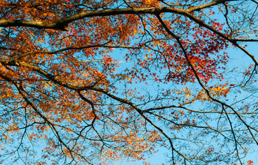 Colourful Autumn tree against blue sky, Narita, Japan