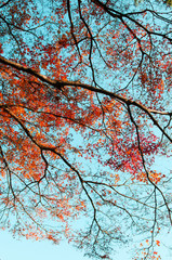 Colourful Autumn tree against blue sky, Narita, Japan