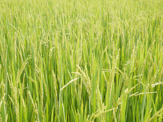Rice field with lush greenery.