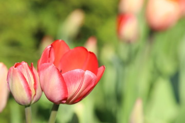 Tulips