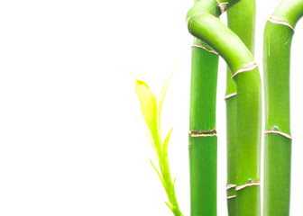 Fresh branches of bamboo on white background.