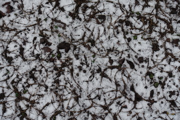 Snow covering dull fallen leaves from above