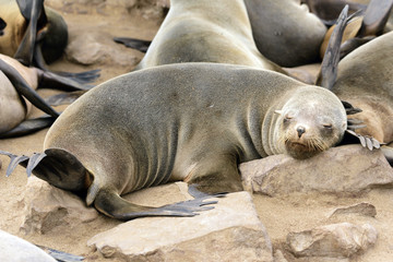 Obraz premium robbenkolonie, cape cross namibia