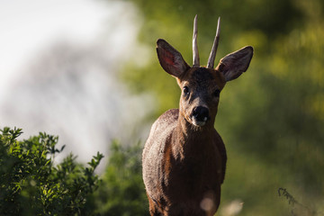 Sweet light with deer