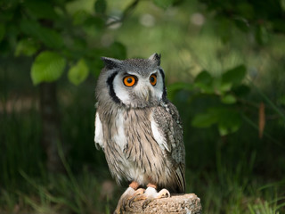 Hibou petit duc