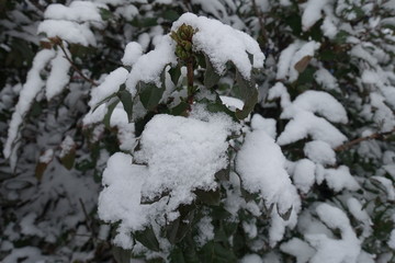 Oregon grape covered with snow in winter