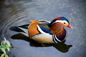 A mandarin duck swimming in a lake