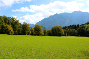 Obraz premium green meadow