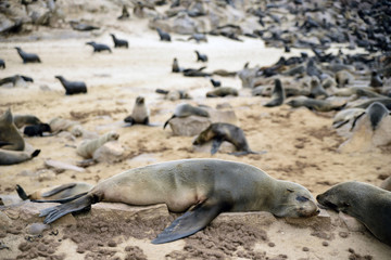 cape cross, namibia