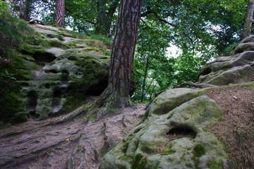 starke Wurzeln und Felsen