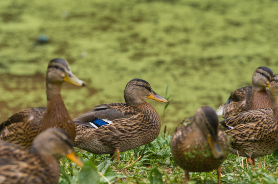 Wild ducks are walking in nature