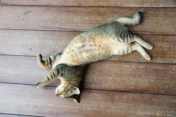 Gray cat lying on the ground, Look with drowsiness.