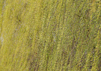 Green willow twigs, close-up shots