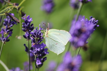 weißer Falter am Lavendel
