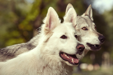 Couple of gray wolfdog and swiss white shepheard on portrait in spring park