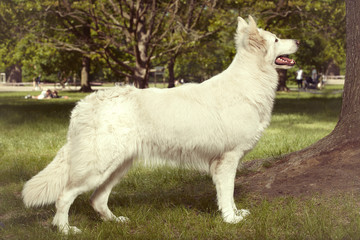 Obraz premium Young female of swiss white shepheard on portrait in spring park