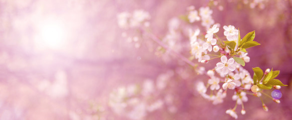 Blühender Kirschzweig im Frühlingsgarten bei der Hochzeitszeremonie.