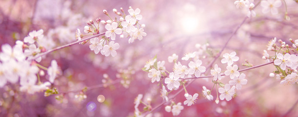 Blooming cherry branch in spring garden at wedding ceremony.