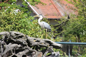 Reiher auf Stein