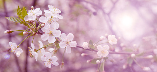 Blooming cherry branch in the spring garden at the wedding ceremony.
