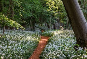 Waldpfad durch Bärlauchblüte