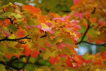 Farbenspiel im Herbst