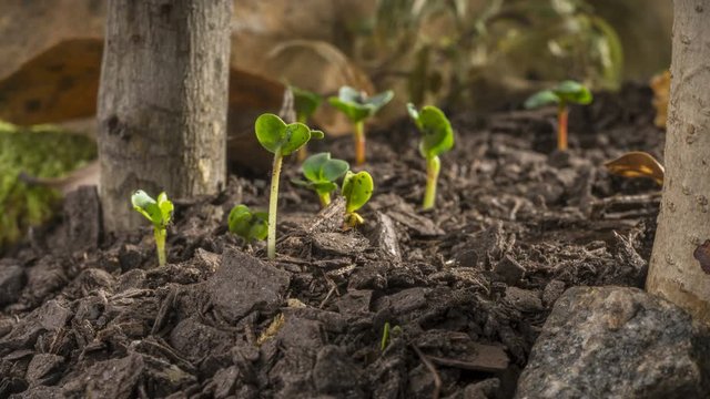 Seed growing germination time lapse of plants growing in the forest. 