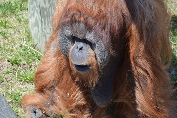 Orangutan in the outdoors
