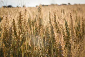 Wheat spikes ,cereal planted in La Pampa, Argentina