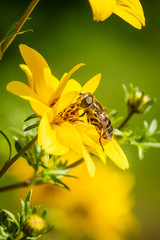 Flower fly collecting pollen