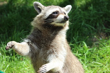 Waschbär