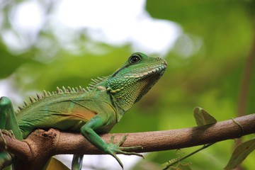 Leguan