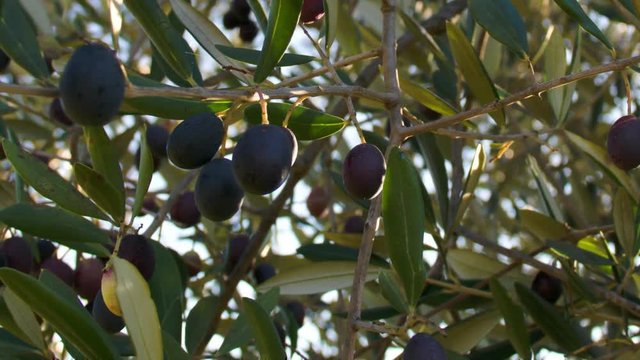 Olive sui rami