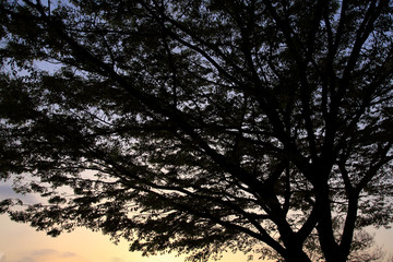A big tree under the sunset