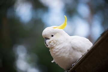 Australian Cockatoo Closeup