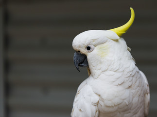 Australian Cockatoo Closeup