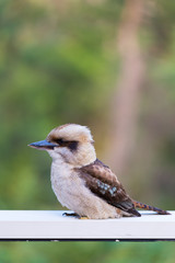 Australian Kookaburra perched on a hand rail