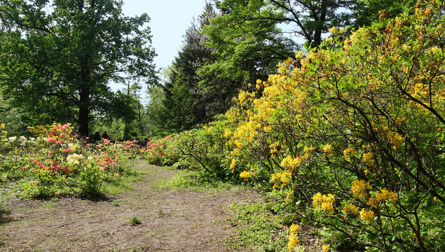 Flowering rhododendrons in a spring park