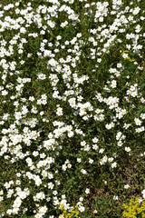 Bad Liebenwerda, Wiesenschaumkraut am Elsterdeich