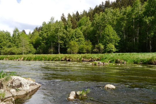 Felsen, Flusssteine und wei&szlig;e B&uuml;ten des Flutenden Wasserhahnenfu&szlig;es im Fluss (Pfreimd).