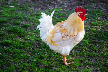 white hen outdoors on green grass
