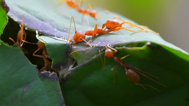 ants building nest