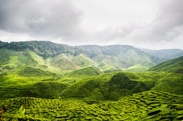 Fototapeta premium Cameron Highland
