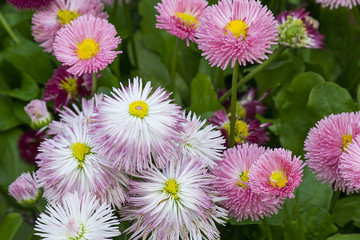 Beautiful daisy flowers on green meadow