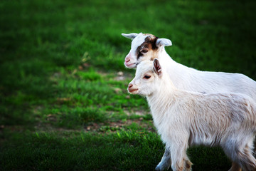 two white baby goats on green grass