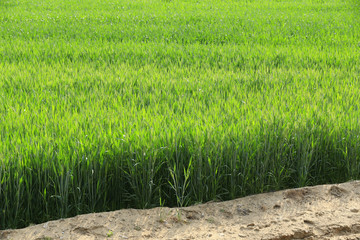 Growing wheat, outdoors