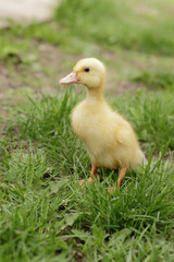 small cute duckling outdoor in on green grass
