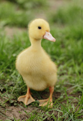 small cute duckling outdoor in on green grass
