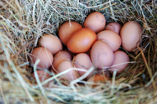group of eggs lying on hay