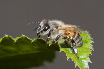 Macrofotografia di un insetto Apis mellifera